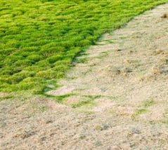 Southern Greenscapes Landscape Design & Construction | Rock Hill, SC | lawn Southern Greenscapes Landscape Design & Construction | Rock Hill, SC | lawn